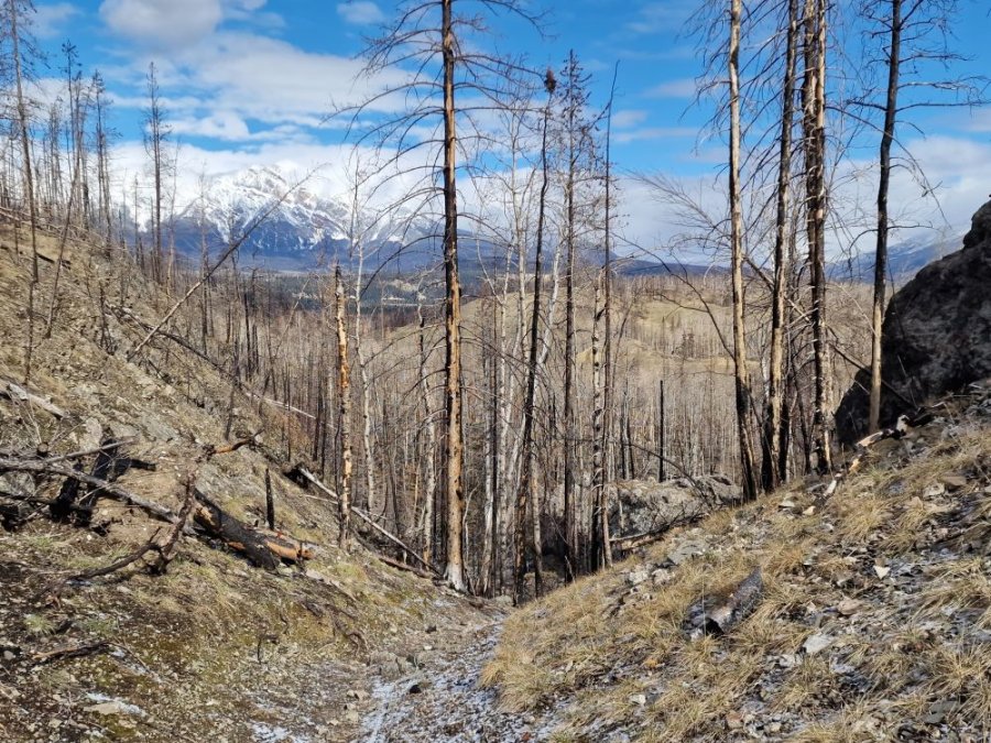 Feux de forêt à Jasper