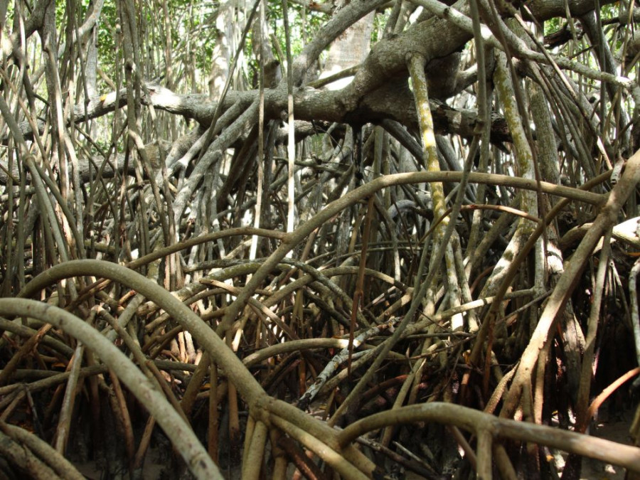 Mangroves des Philippines