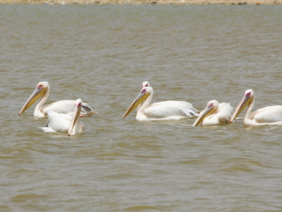 Pélicans au Sénégal