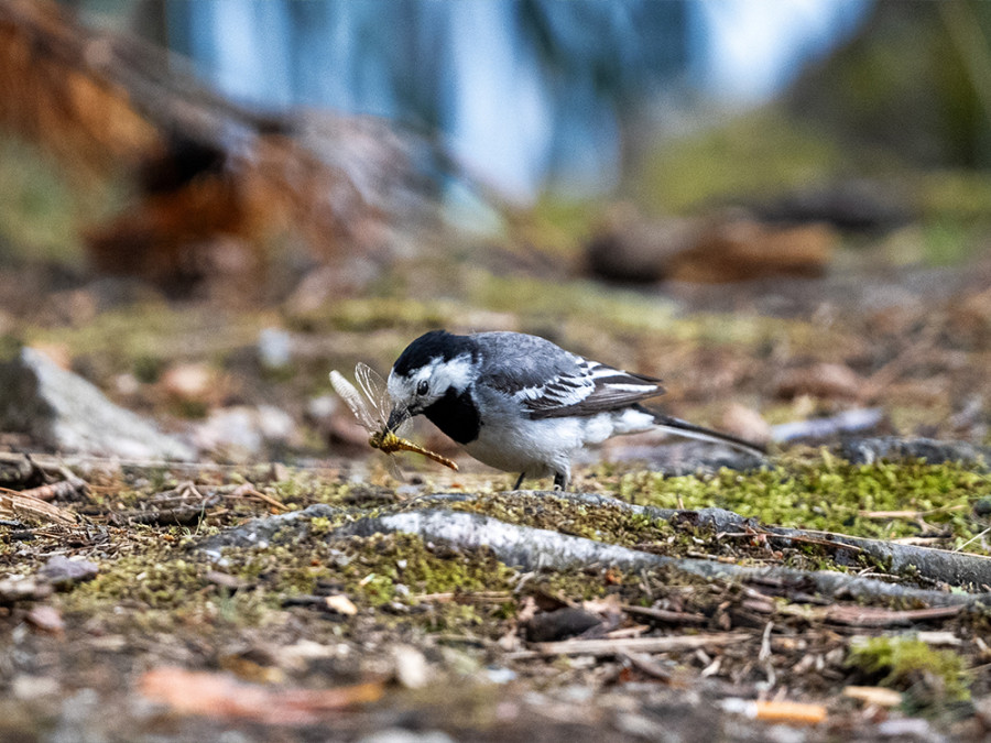 Réserves naturelles de Stockholm Réserves naturelles de Stockholm