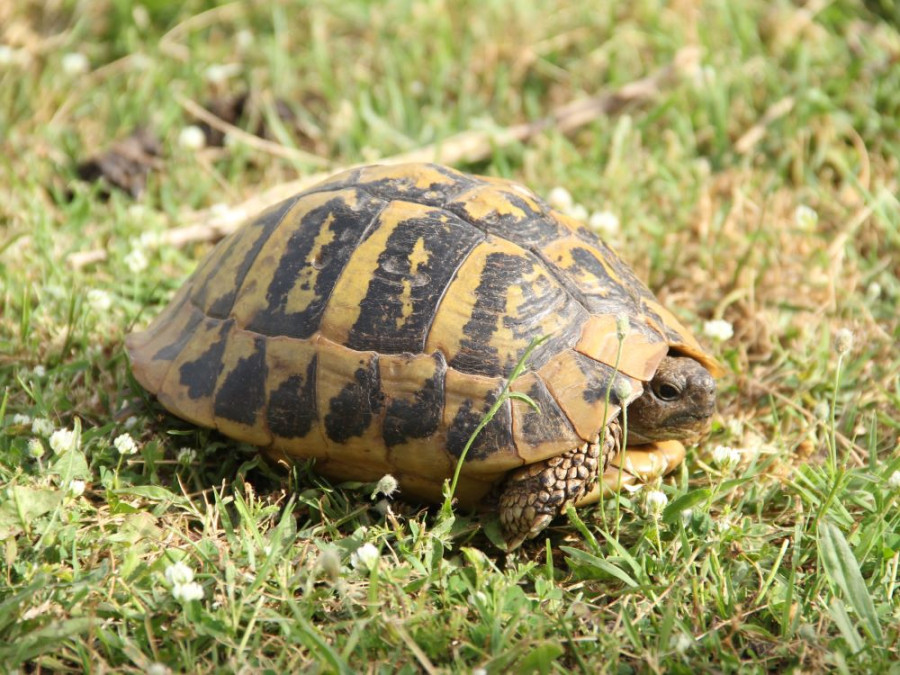 Animaux en Albanie Animaux en Albanie