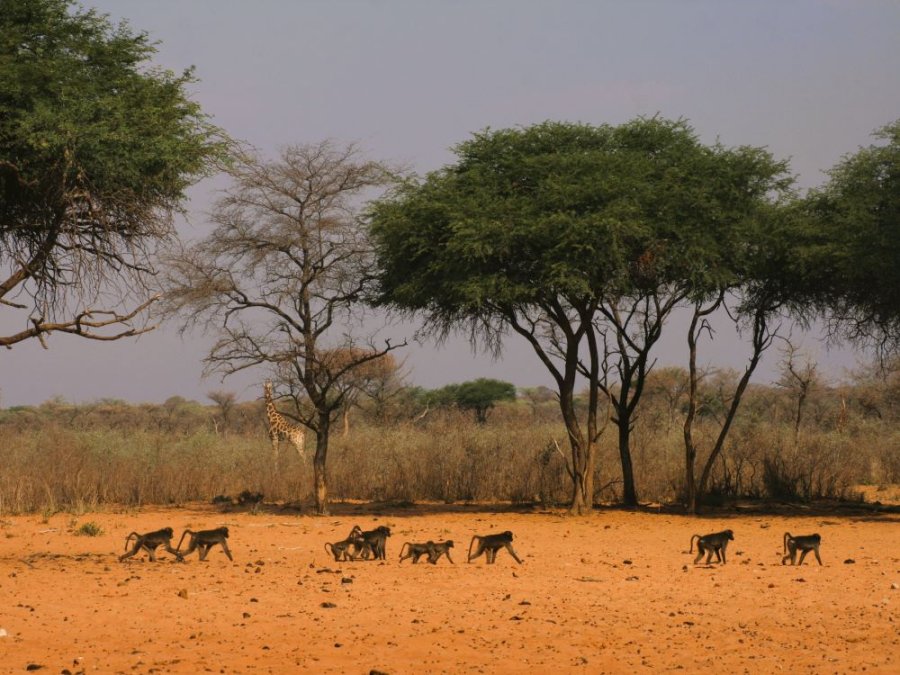 Babouins en Namibie