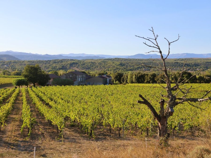 Domaine viticole en Ardèche