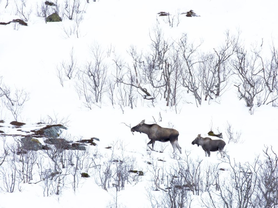 Faune sauvage de Norvège