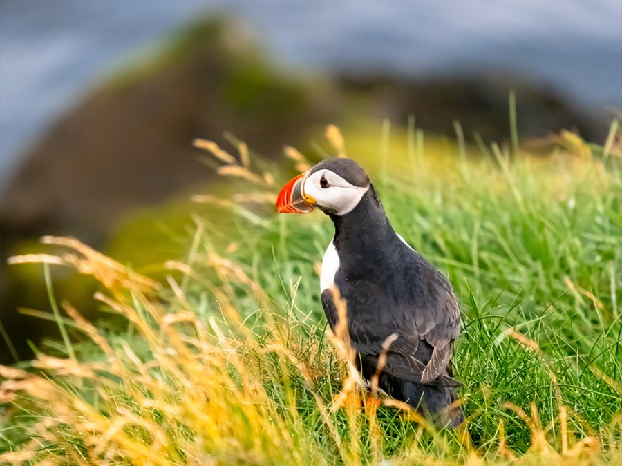 Observation des oiseaux en Islande Observation des oiseaux en Islande