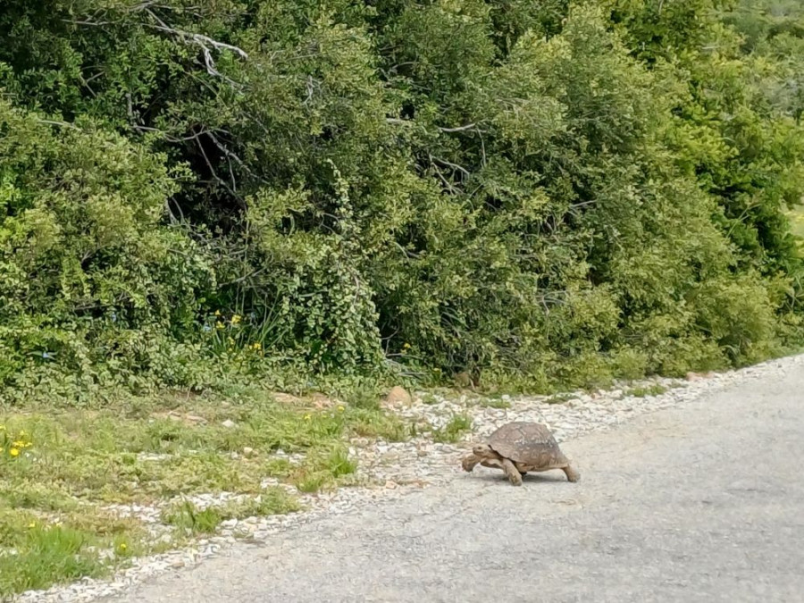 Animaux du jardin Animaux du jardin