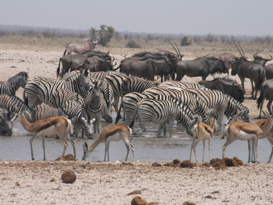 Les mares d'Etosha