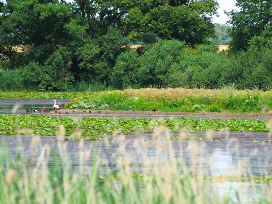 Étang près du Lac du Der
