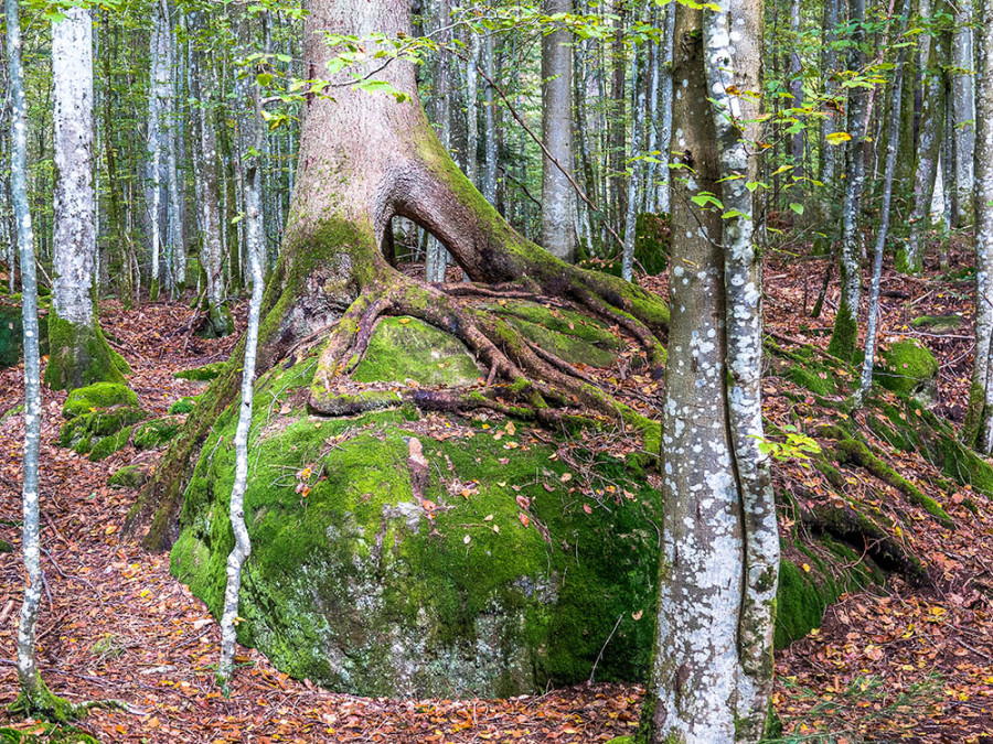 Racines hautes
