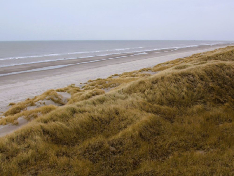Boschplaat