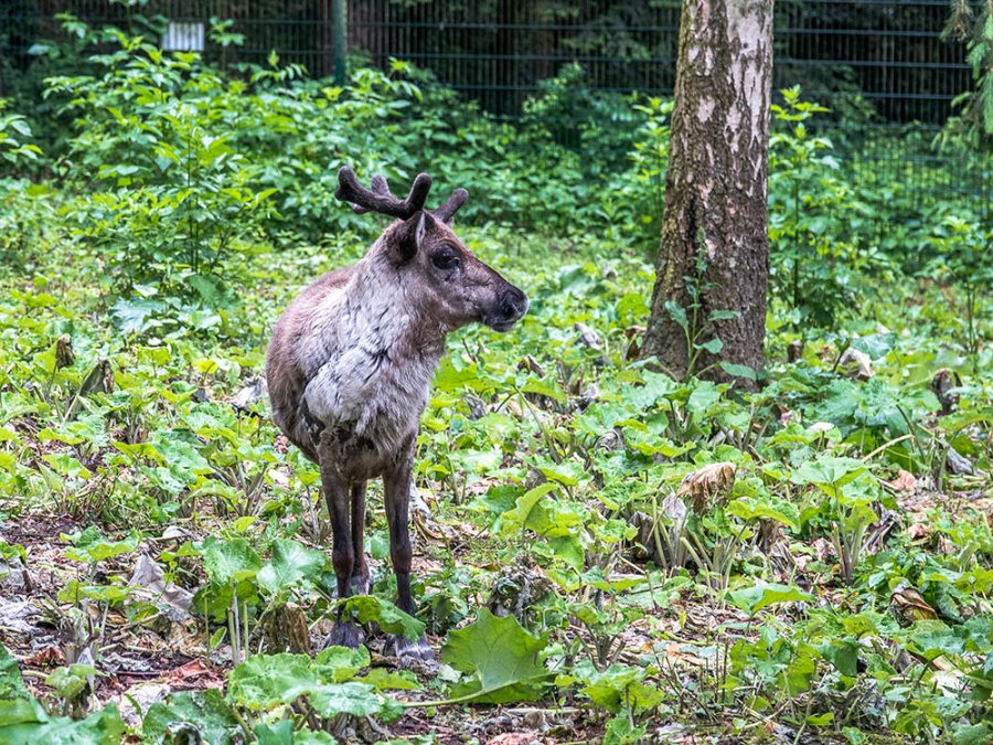 Wildpark Pforzheim