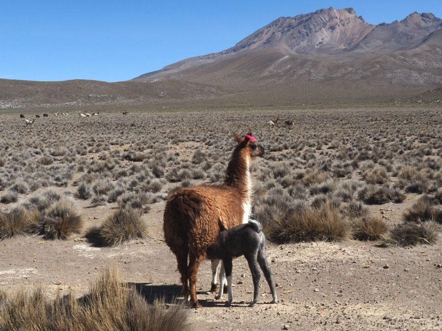 Lama Lama