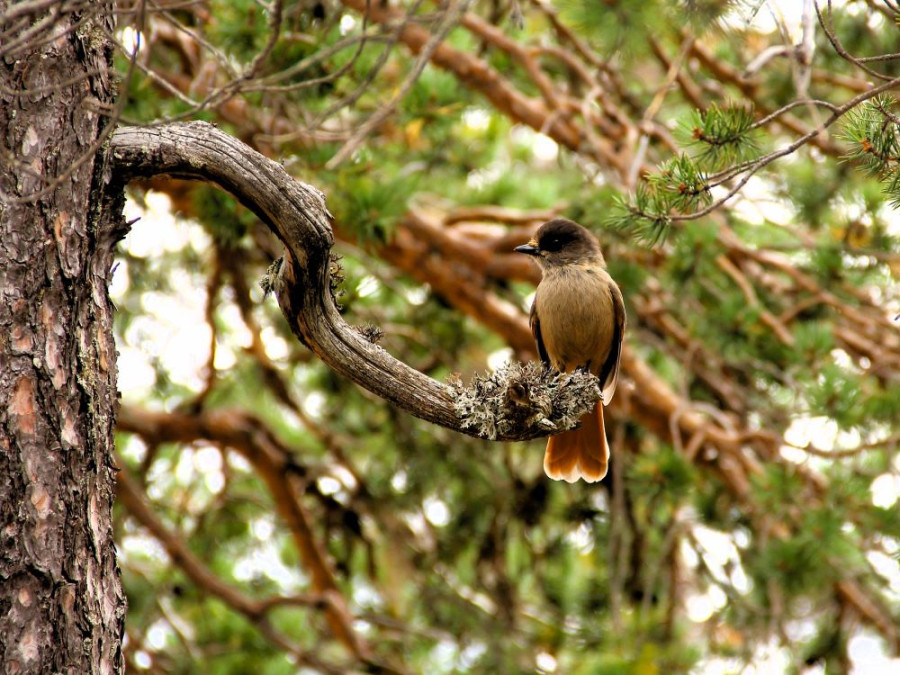 Les oiseaux de Dalarna Les oiseaux de Dalarna