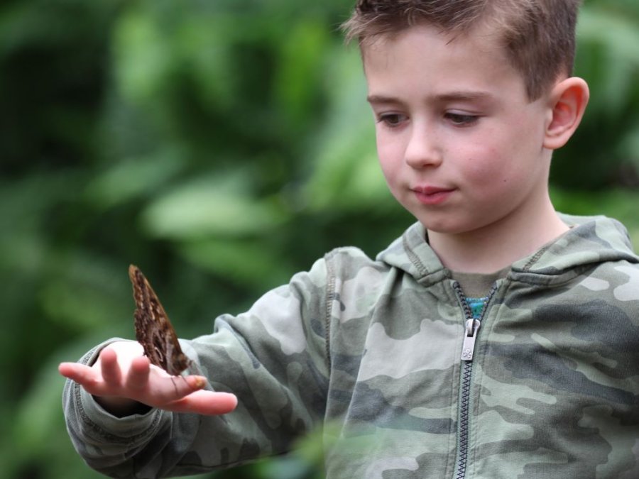 Jardin des papillons en Équateur Jardin des papillons en Équateur