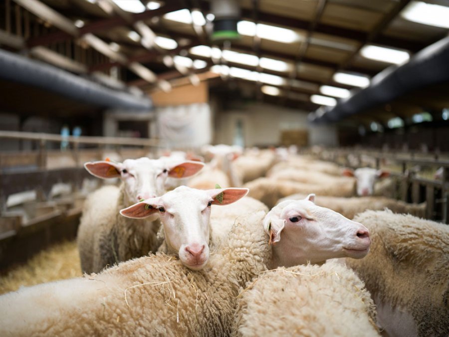 Fermes en Wallonie