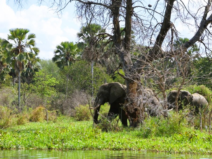 Nature au Malawi