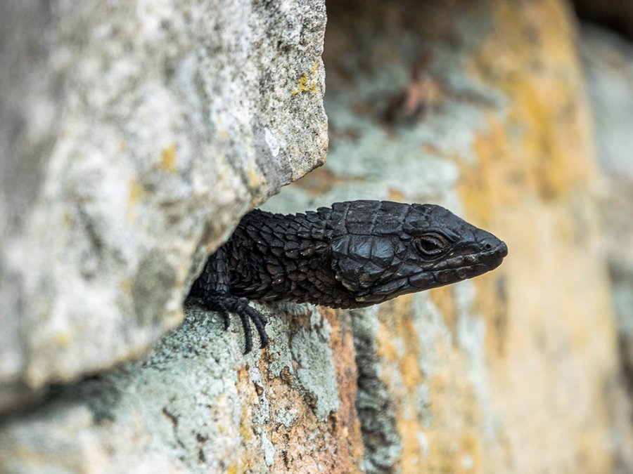 Lézard de Cape Point Lézard de Cape Point