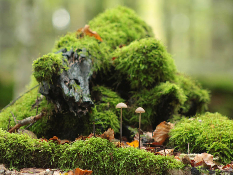 L'héritier de la forêt bavaroise