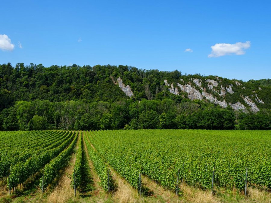 Les vins en Wallonie