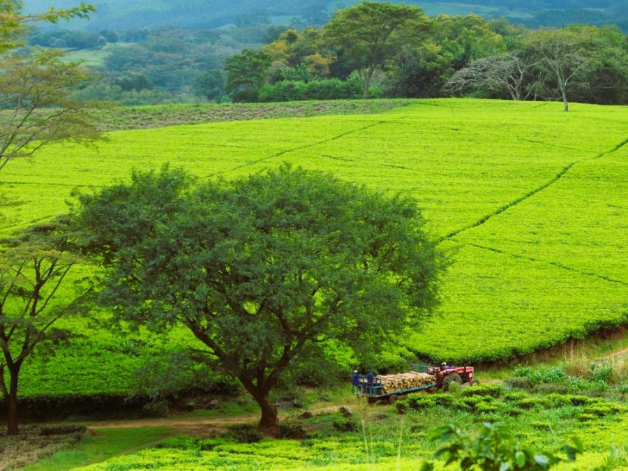 Satemwa Tea Estate
