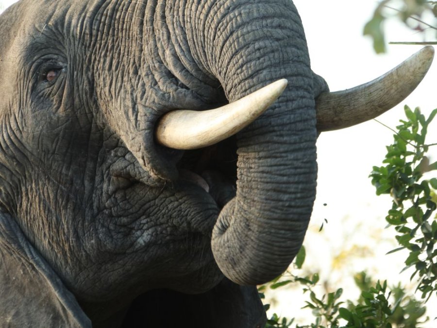 Eléphant au Malawi