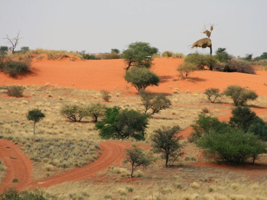 Kalahari en Namibie