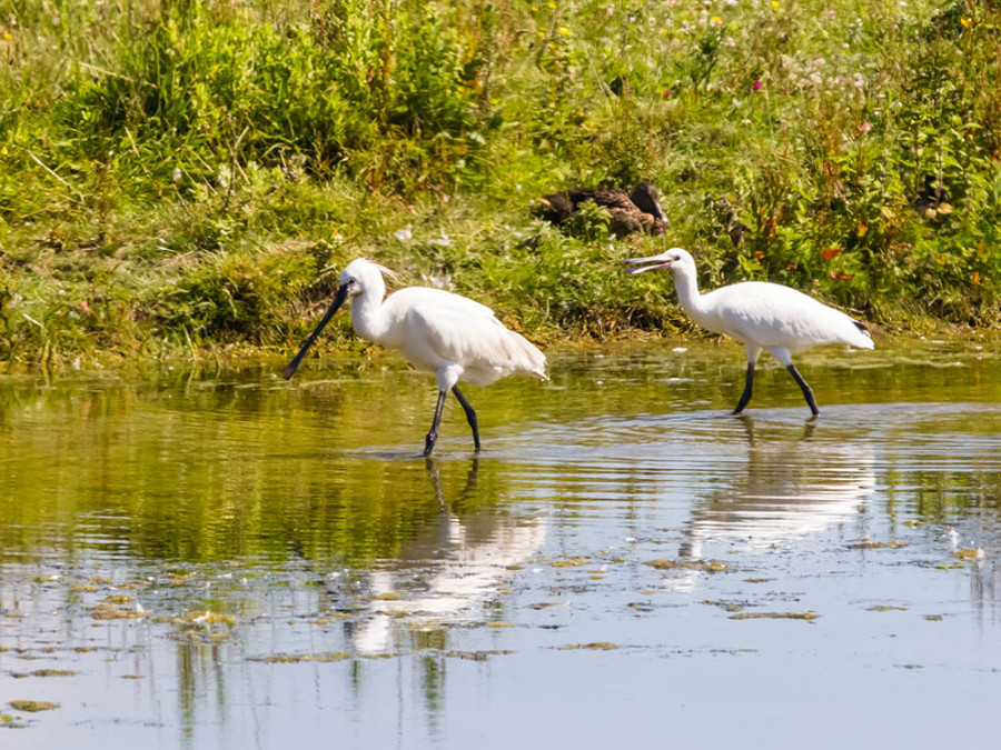 Oiseaux en Picardie Oiseaux en Picardie