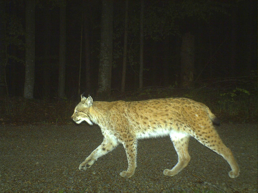 Lynx en Allemagne