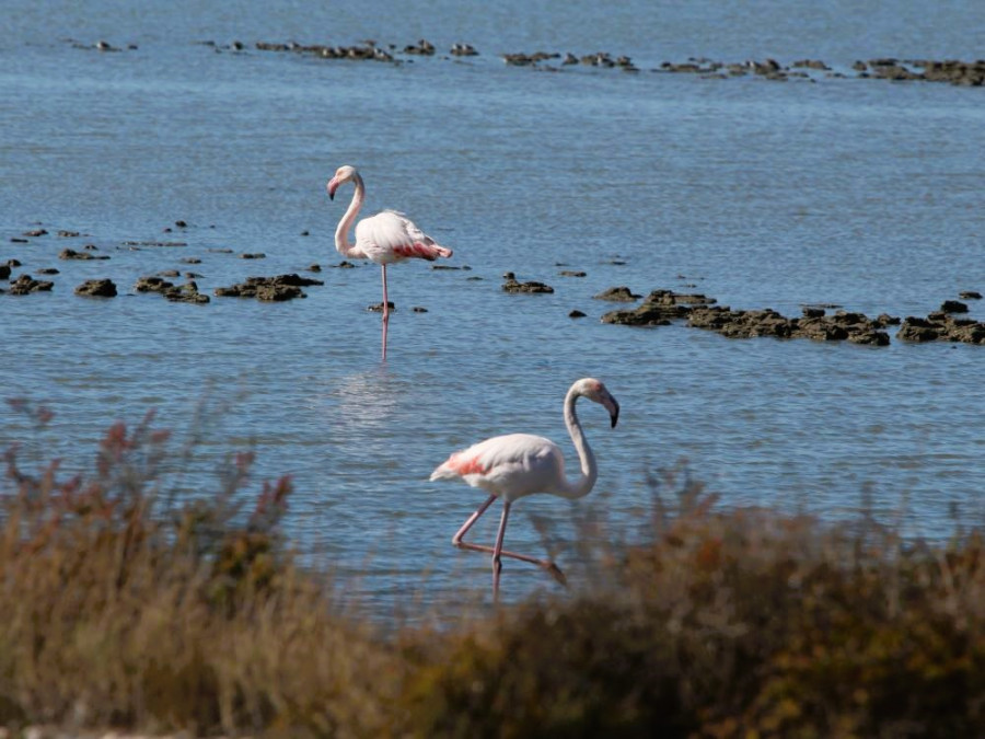 Flamants roses en Murcie