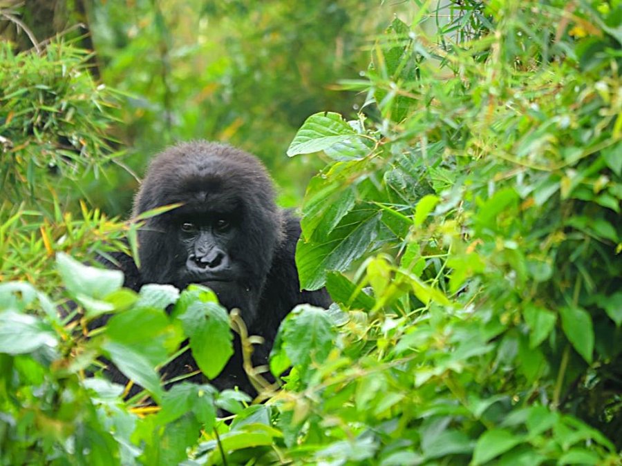 Rencontre inédite au Rwanda
