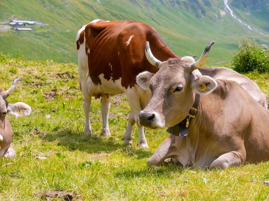 Vaches des Alpes
