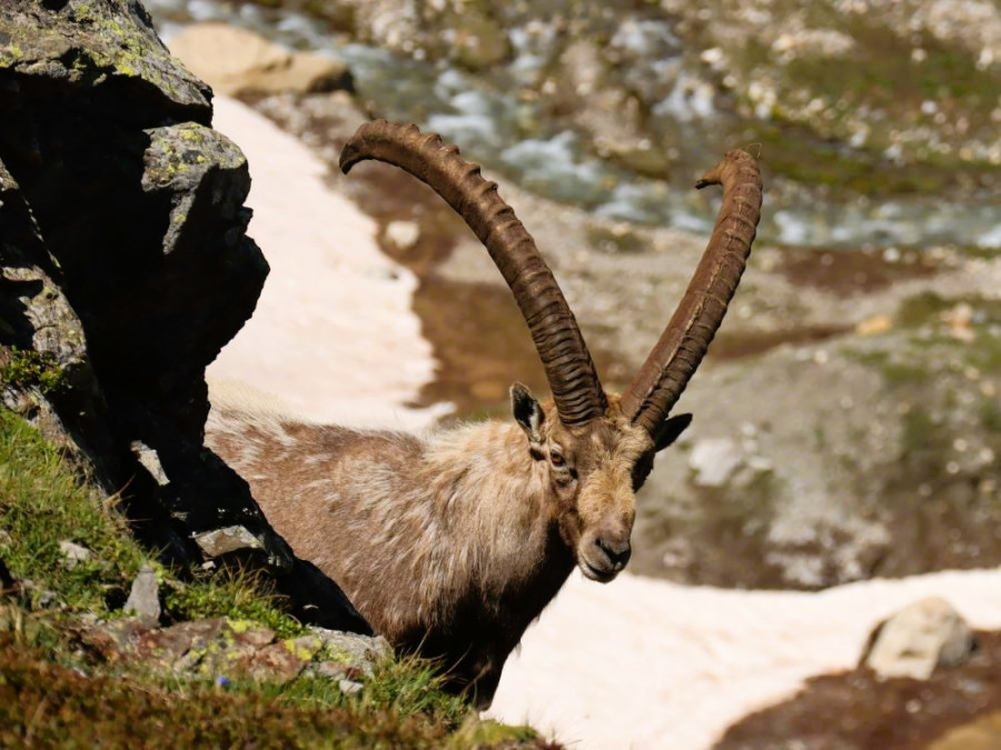 Animaux dans les Alpes