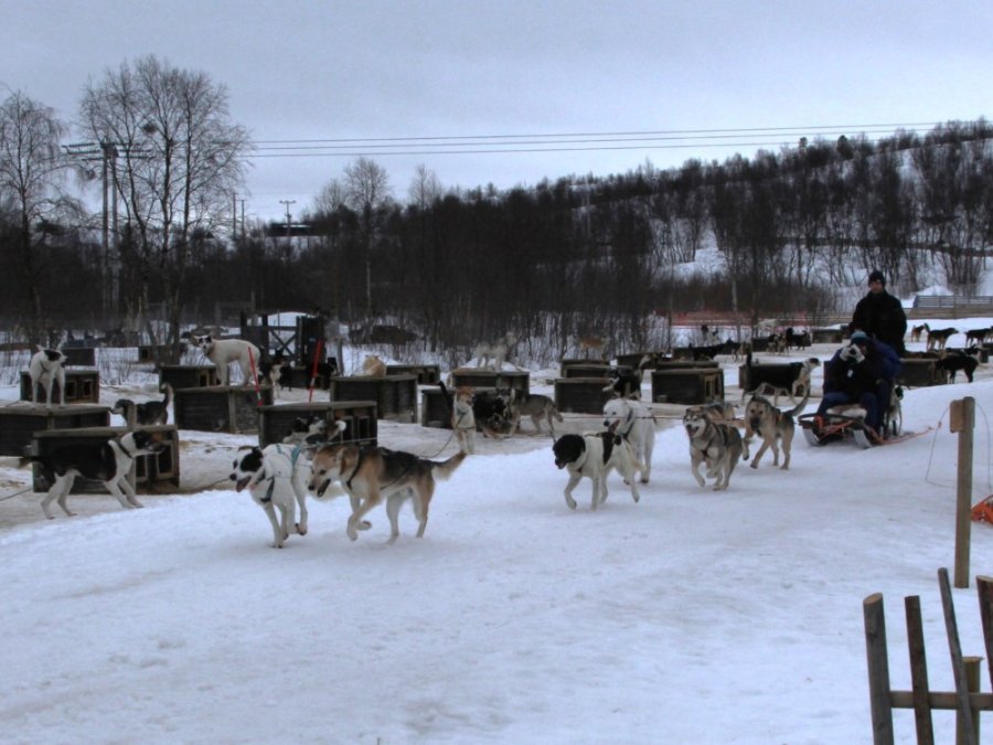 Randonnée en traîneau à chiens à Kirkenes Randonnée en traîneau à chiens à Kirkenes