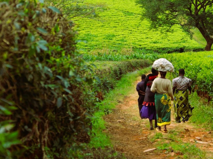 Plantation en Afrique Plantation en Afrique