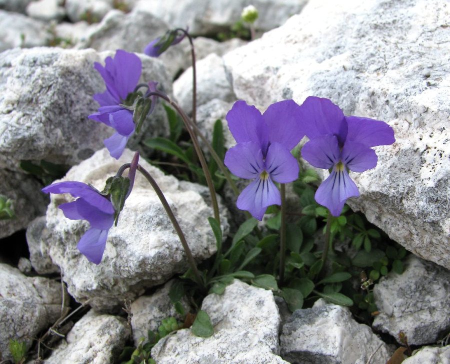 Viola céphalonica Viola céphalonica