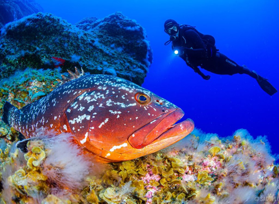 Plongée à Gran Canaria et El Hierro Plongée à Gran Canaria et El Hierro