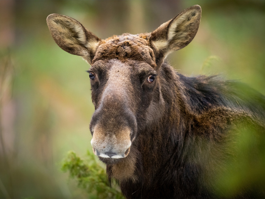 Les animaux en Pologne
