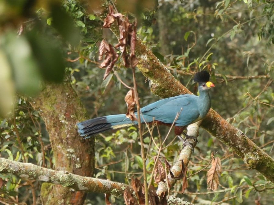 Touraco Rwanda