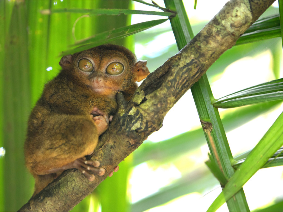 Faune aux Philippines Faune aux Philippines