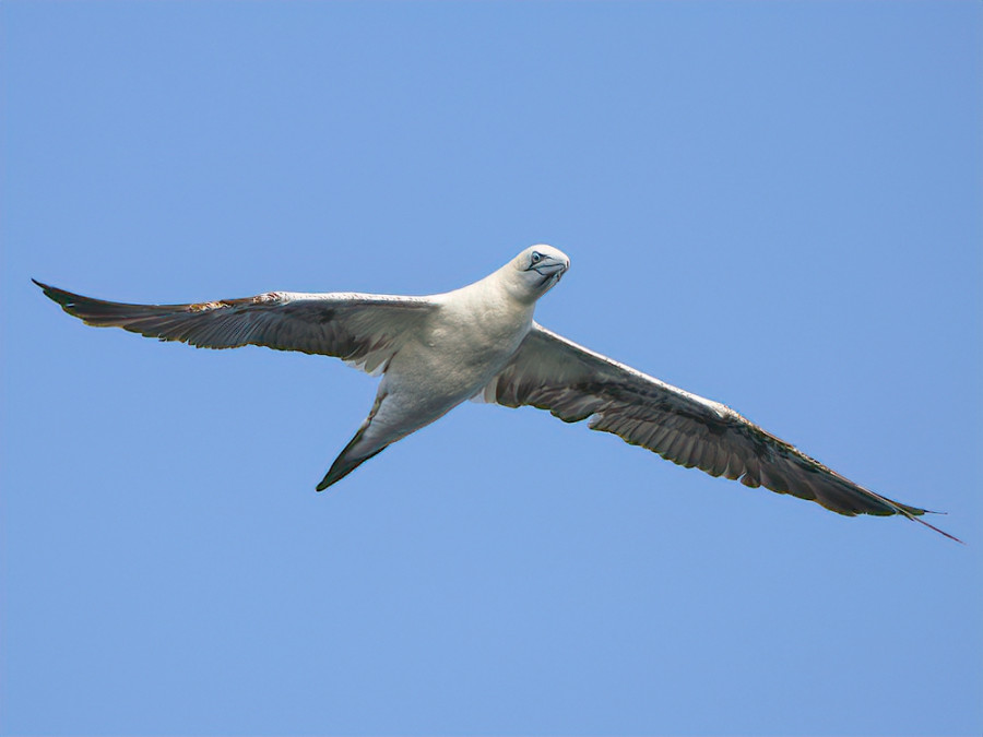 Les animaux de l'Algarve Les animaux de l'Algarve