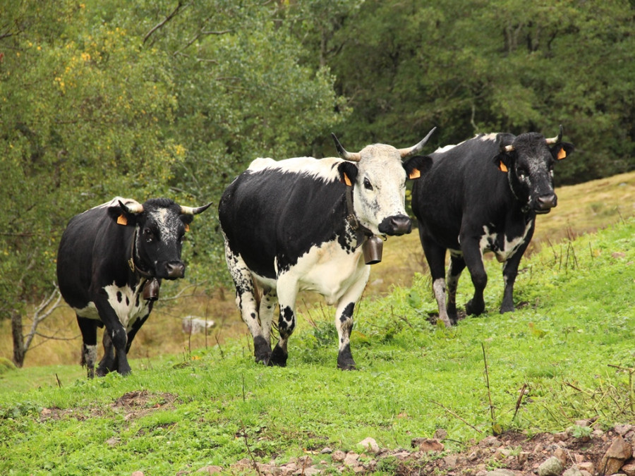 Ferme des Vosges