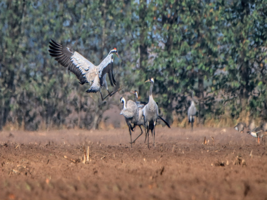 Obersver la migration des oiseaux