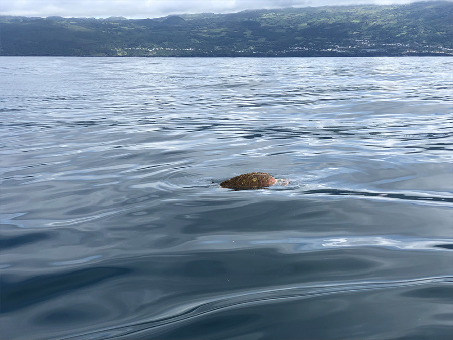 Tortue marine des Açores