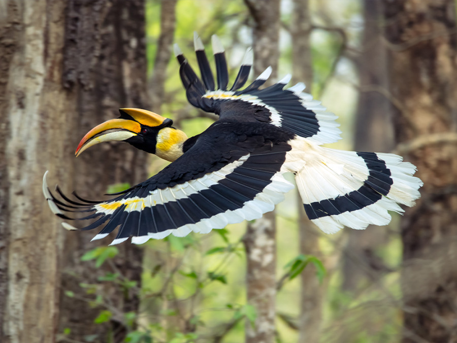 Conseils pour les voyages ornithologiques