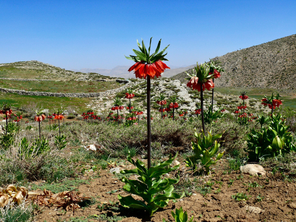 Province de Fars, Iran