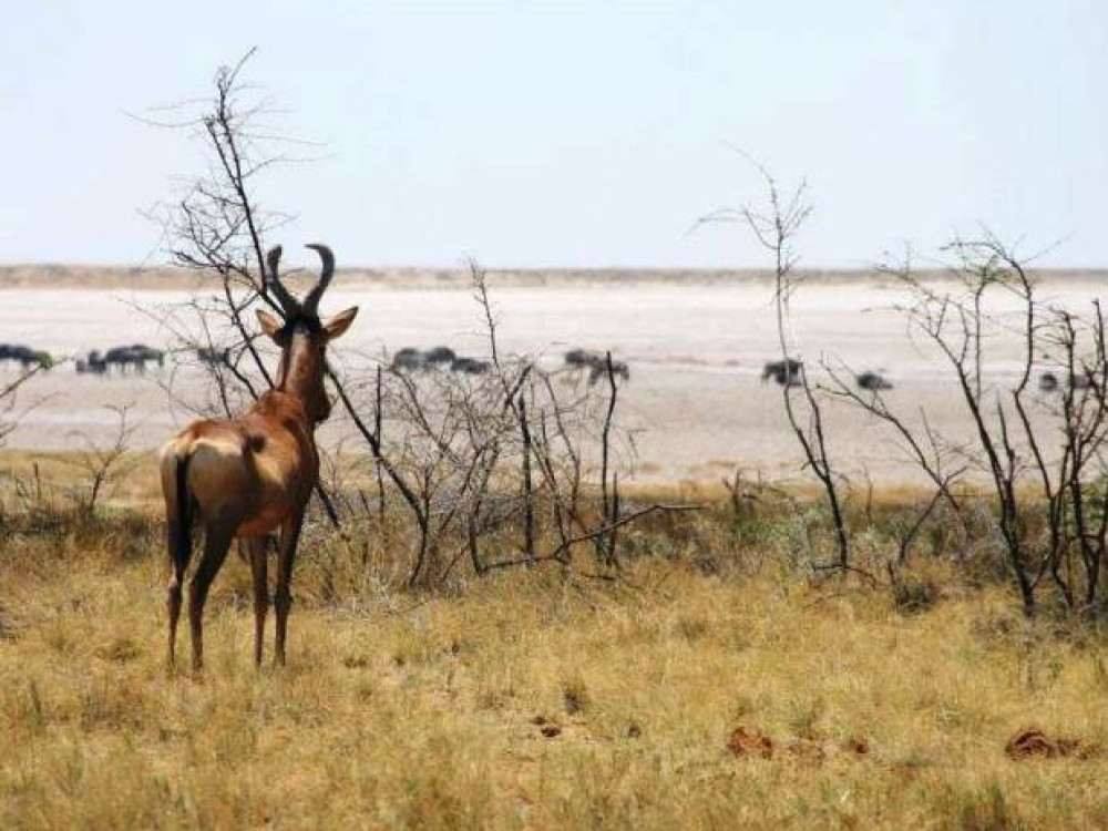 Nature en Afrique