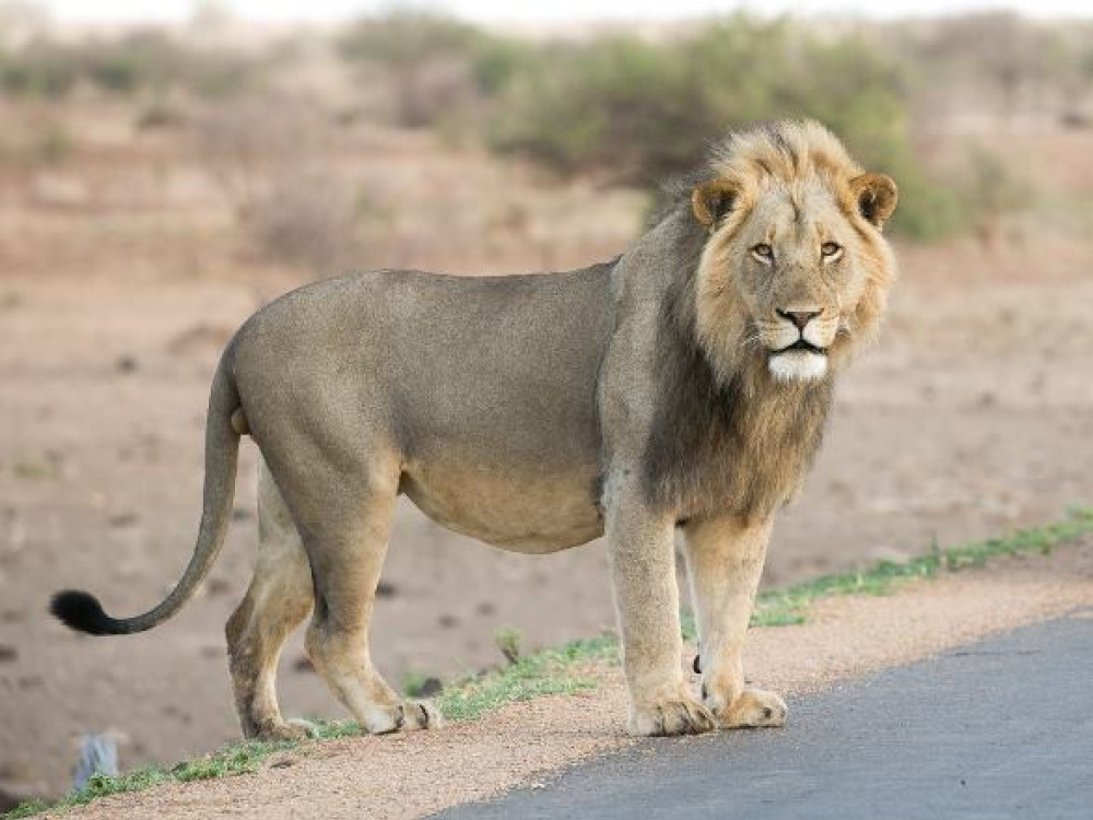 Tanzanie