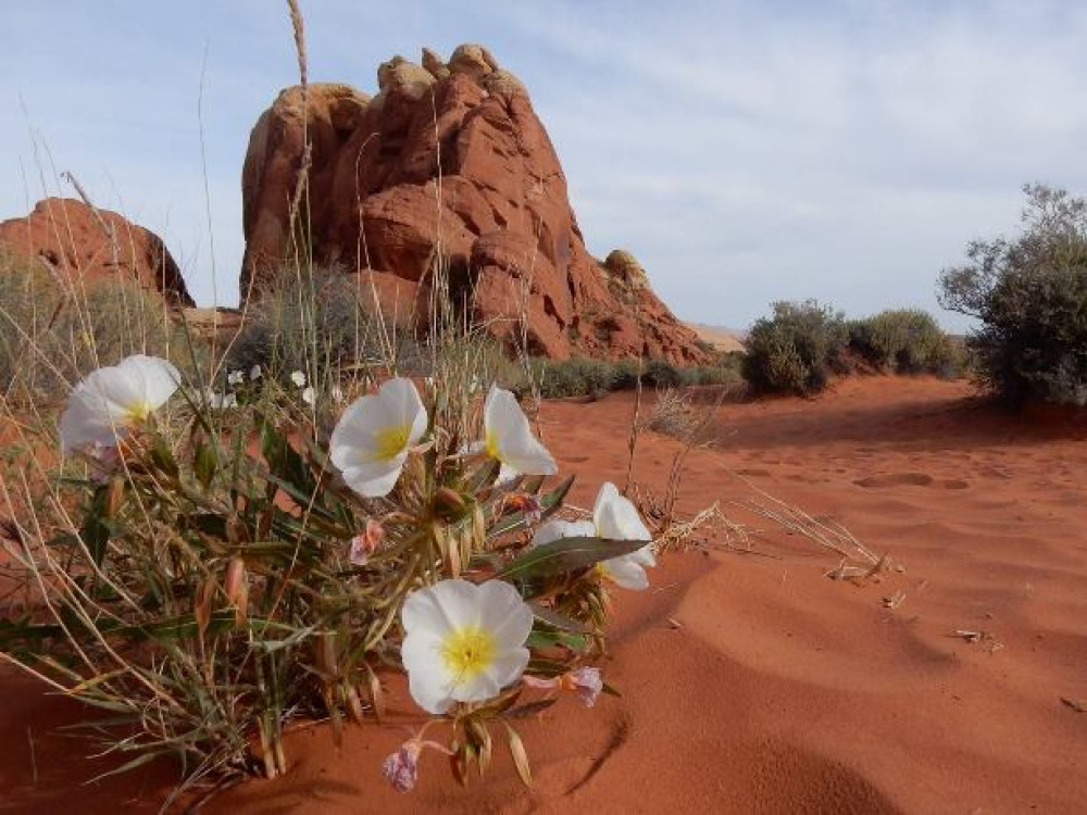 Nature en Amérique du Nord