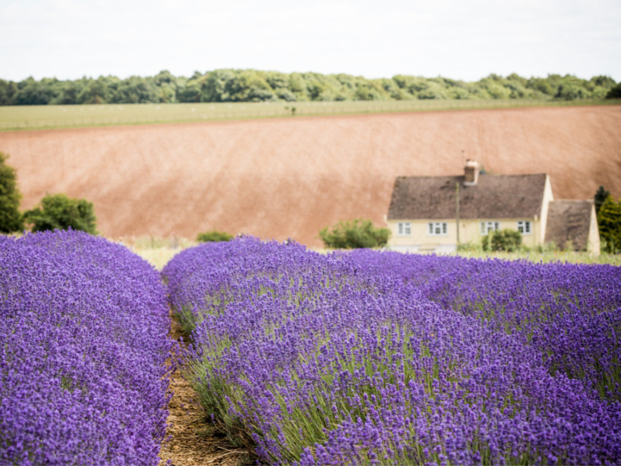 Champ de lavande dans les Cotswolds