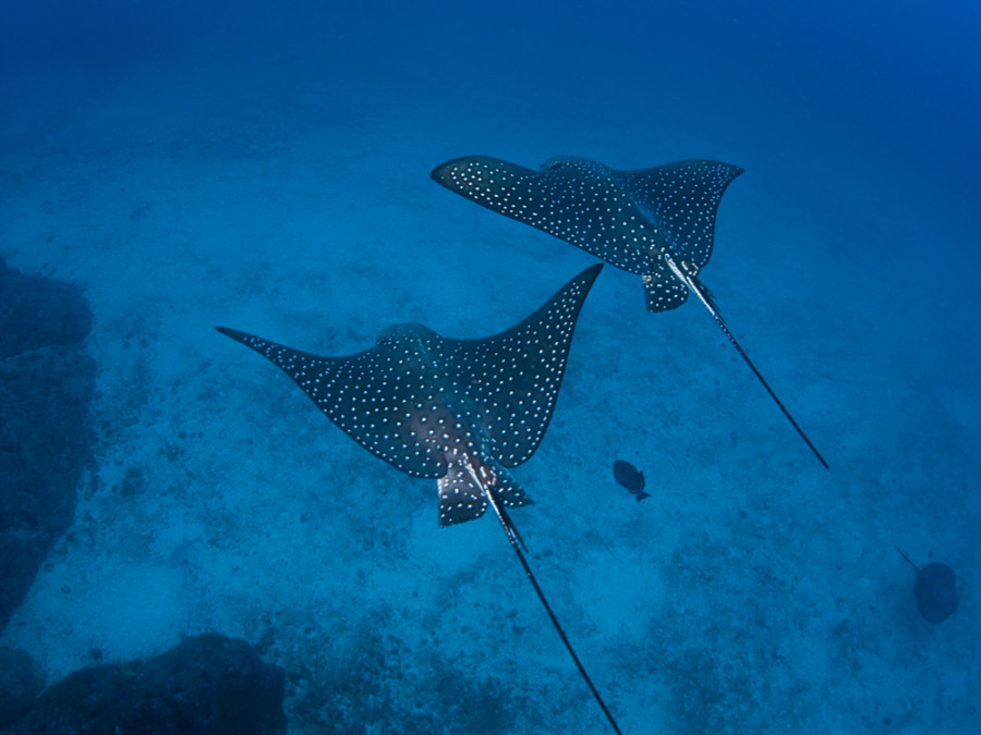 Animaux marins Animaux marins